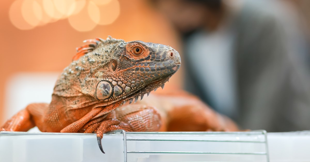 7 Reptiles That Make Great Pets